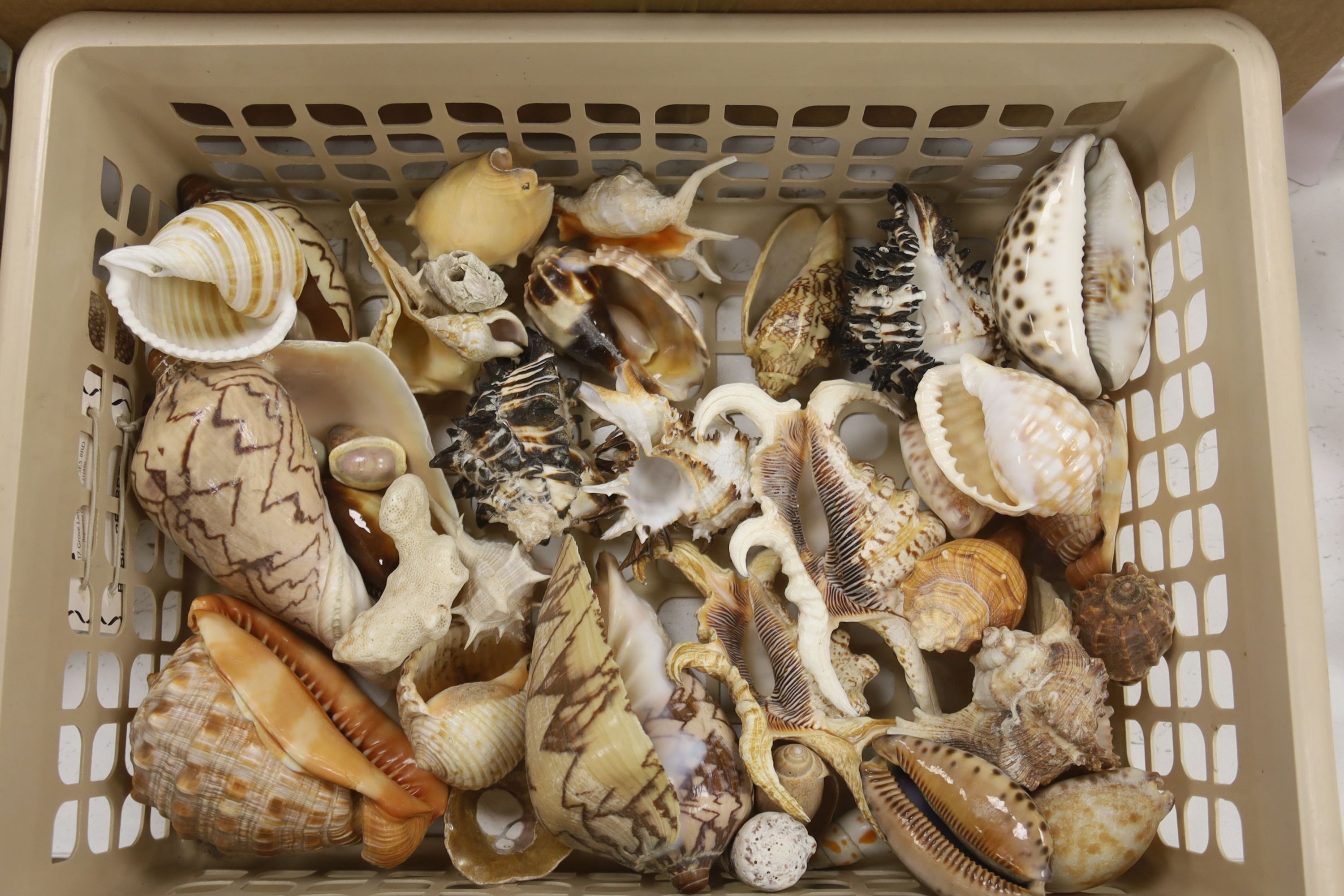 A large collection of assorted reef coral, tropical sea shell specimens etc.